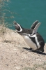 Puerto Madryn 241.jpg