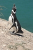 Puerto Madryn 243.jpg