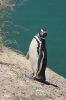 Puerto Madryn 250.jpg