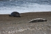 Puerto Madryn 266.jpg