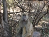Zambia Baboon.jpg