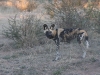 wild dog.jpg