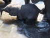 zambia 045.jpg