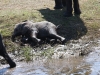 zambia 048.jpg