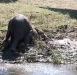 zambia 059.jpg