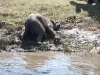 zambia 075.jpg